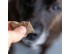 Siccaro Bug Boost Hundens Proteinbar 1 Stk